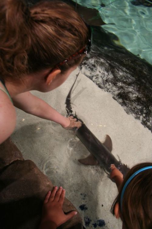 Steffi streichelt einen Hai